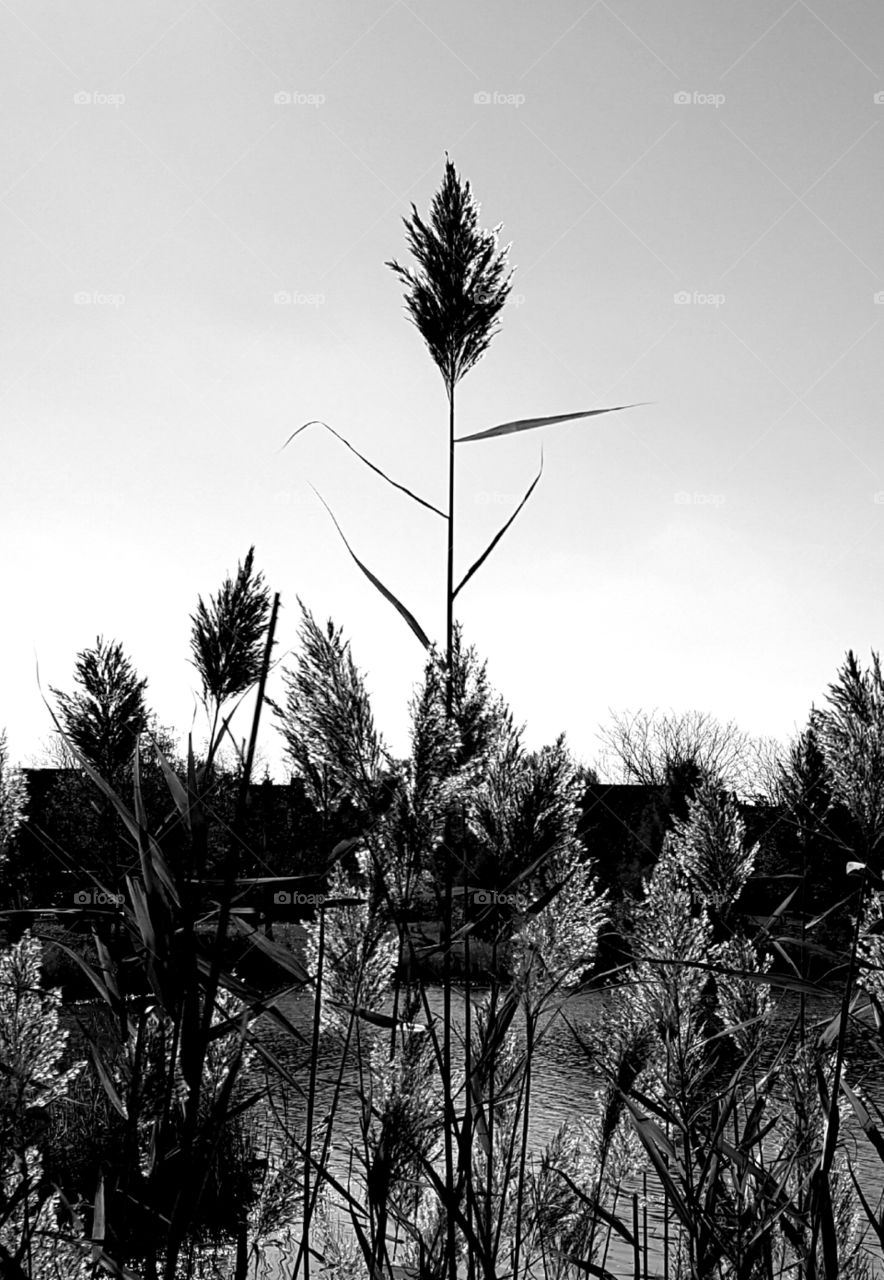 black and white silhouette of a plant