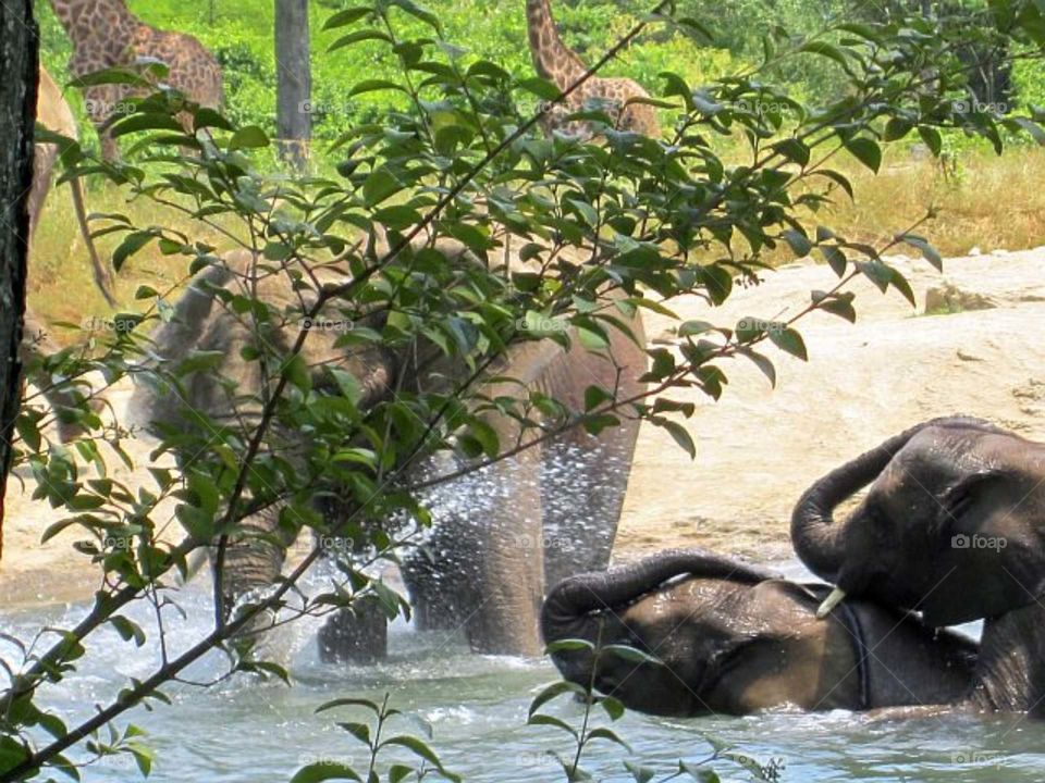 Elephants playing in water