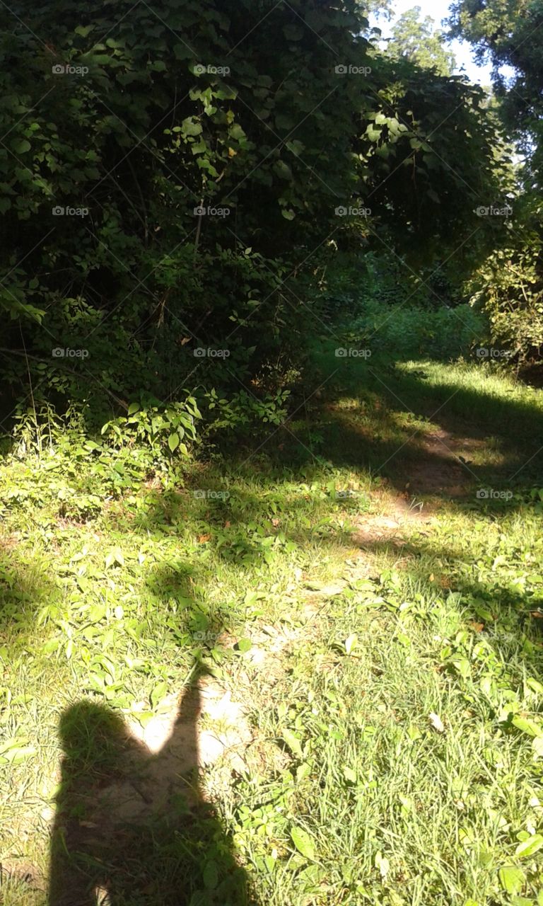 Shadowy Trail. Hardly used trail through thick woods in the nature preserve.