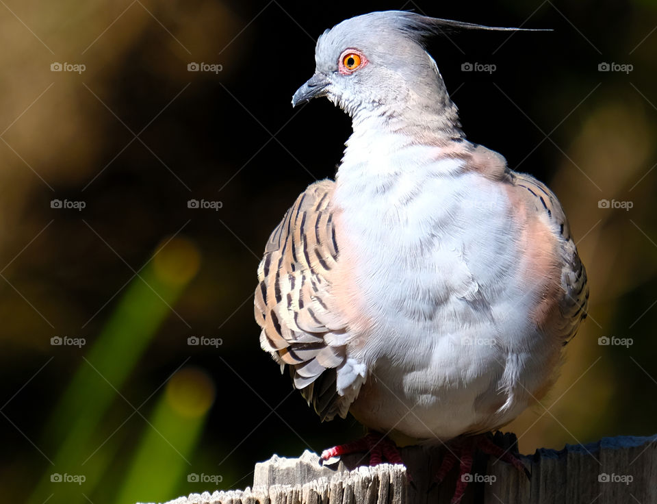Crested Pigeon