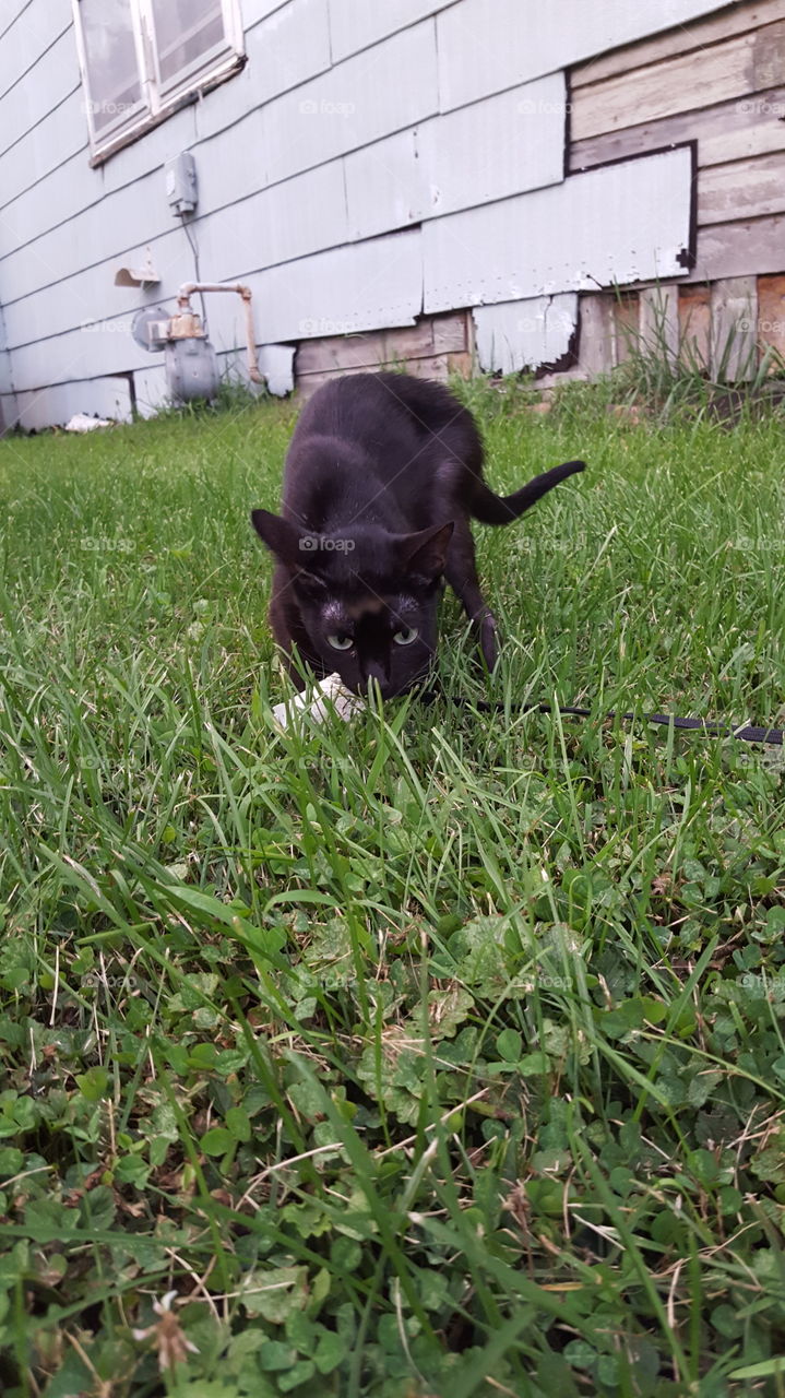 Black kitty cat enjoying the outdoors