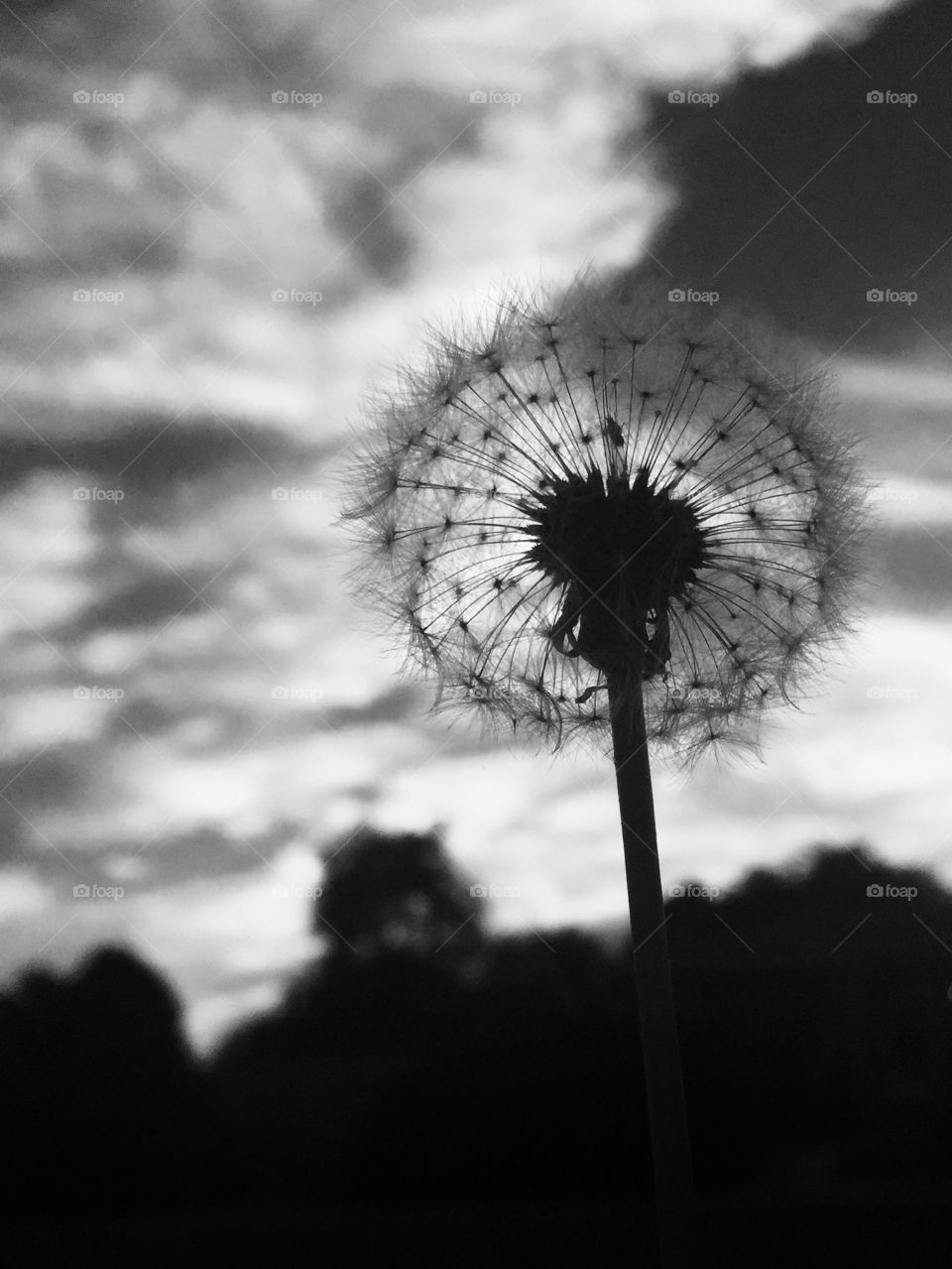 Fall dandelion 