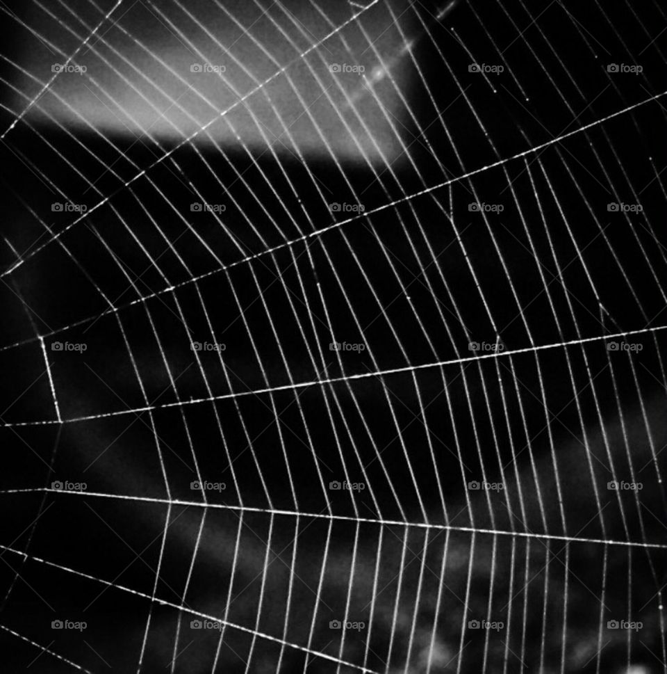 Spider web 