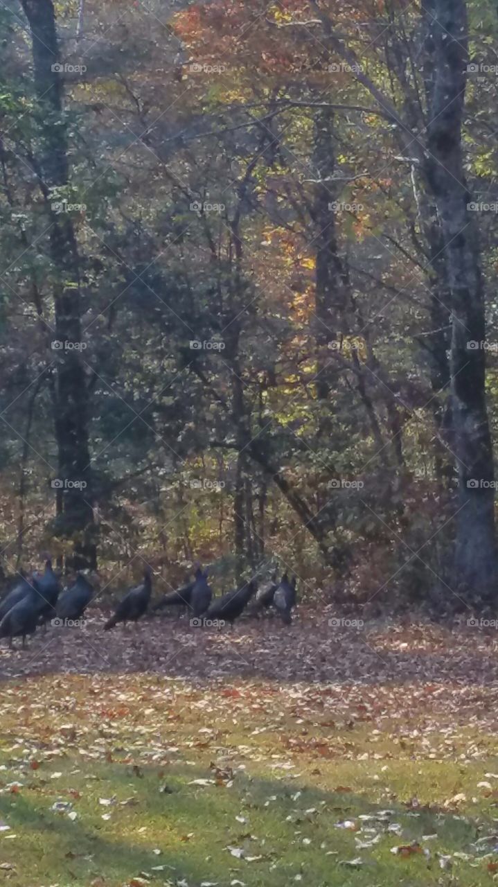 turkeys