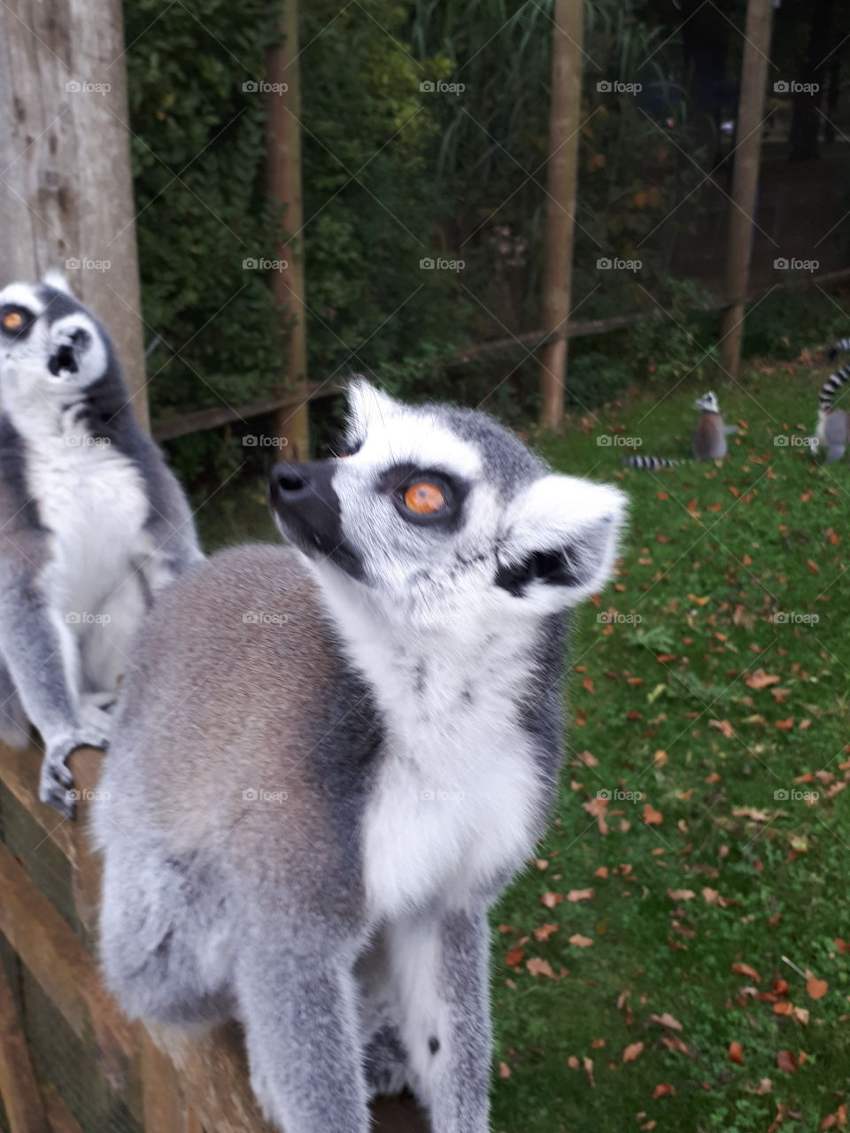 Friendly Lemurs