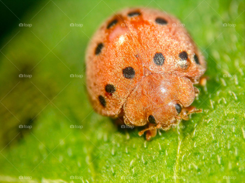 red dotted beetle on a green leaf
