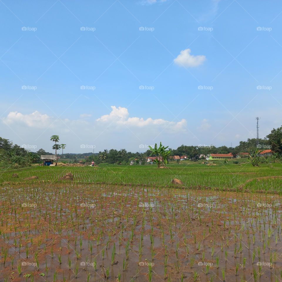 Views of rice fields with beautiful natural surroundings