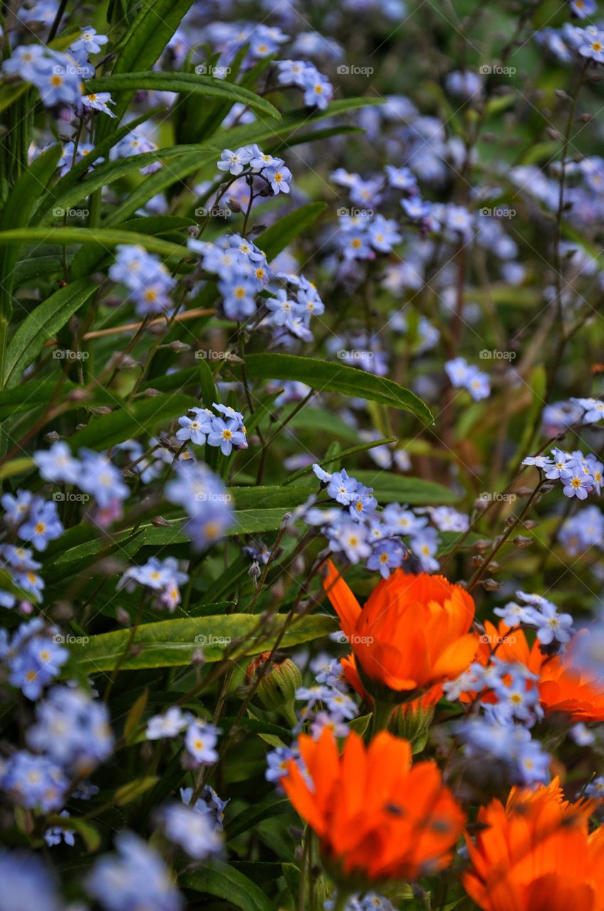 orange flowers