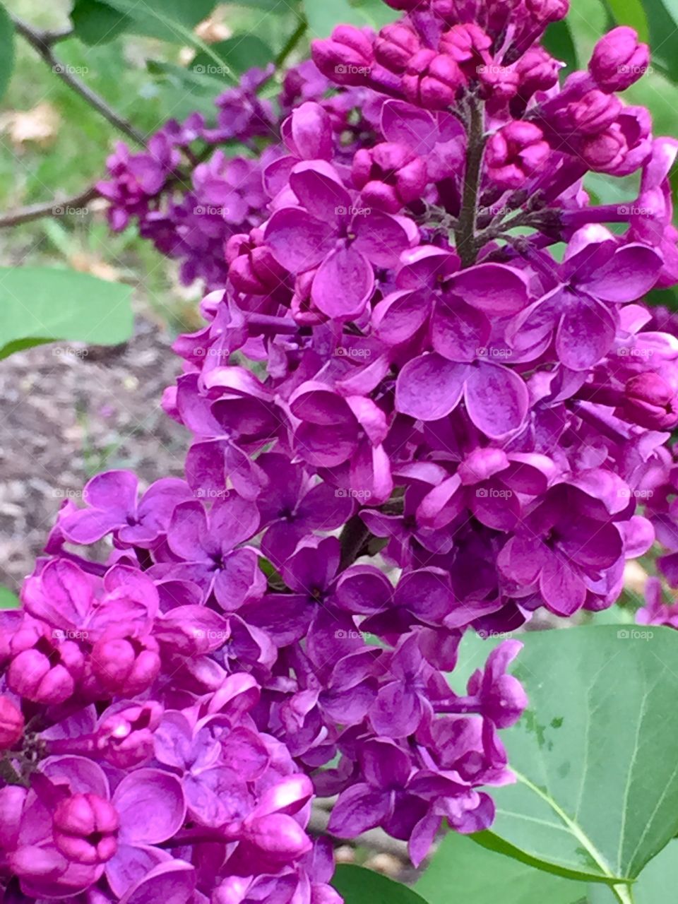 Lilacs blooming on plant