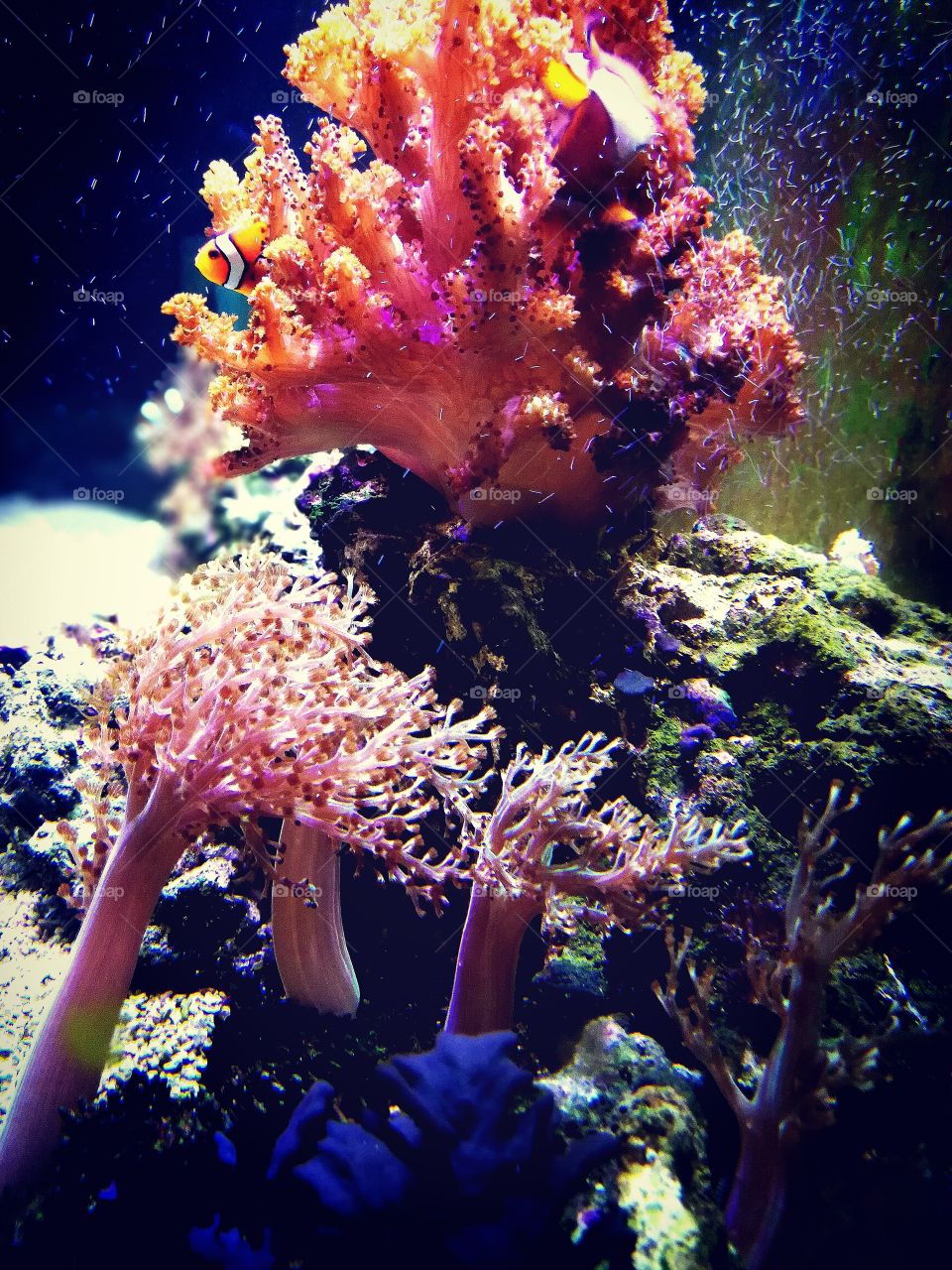 Coral