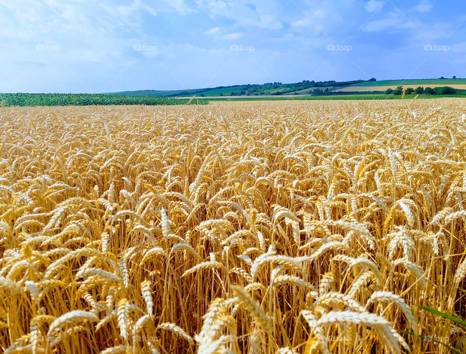 Summer landscape of wheat field ready for harvest.  Beautiful sunny day with clouds sky.  Yellow color