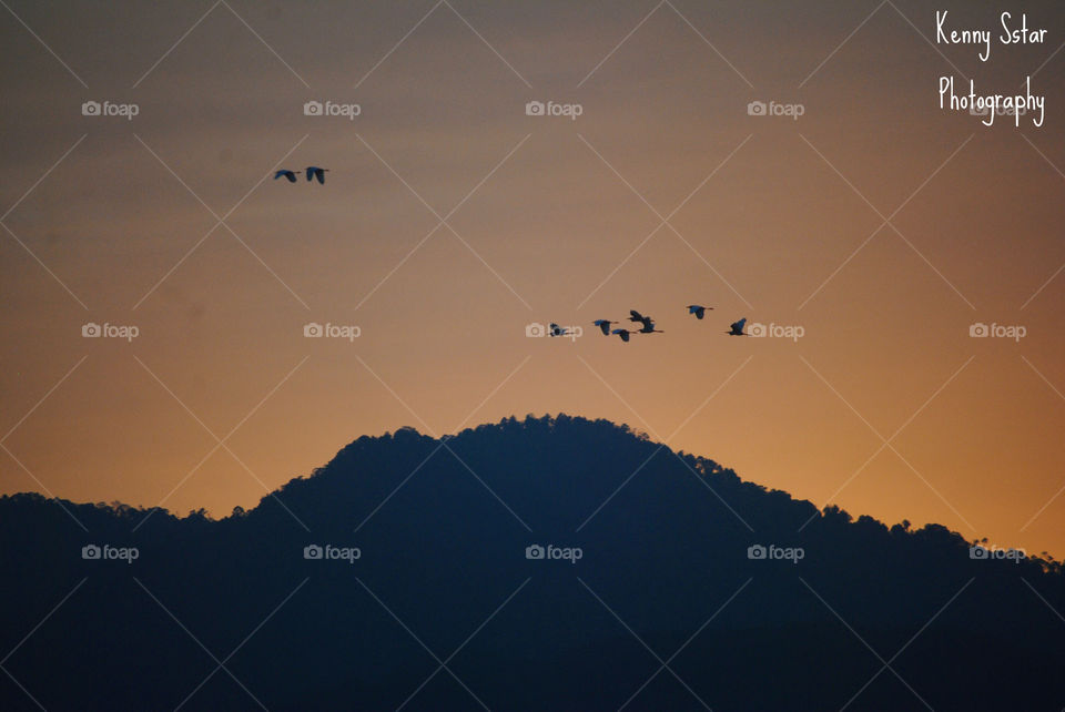 Birds flying by the horizon 
