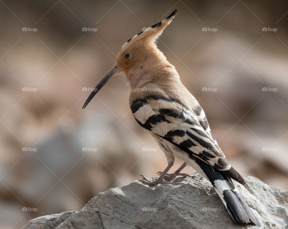 the hoopoe bird standing on the rock