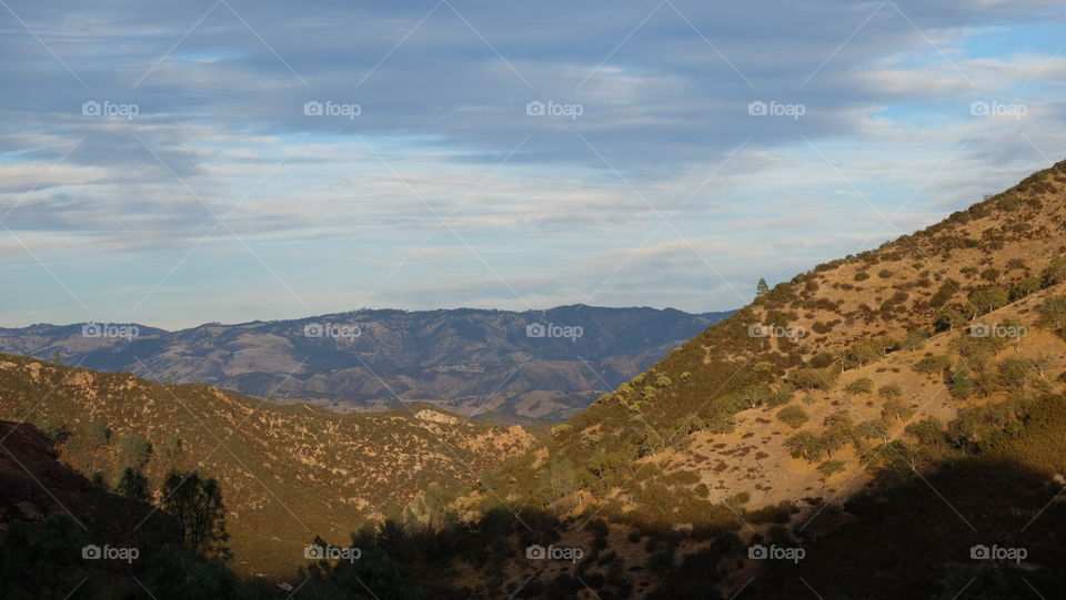 California vegetation, shrubs and scanty trees