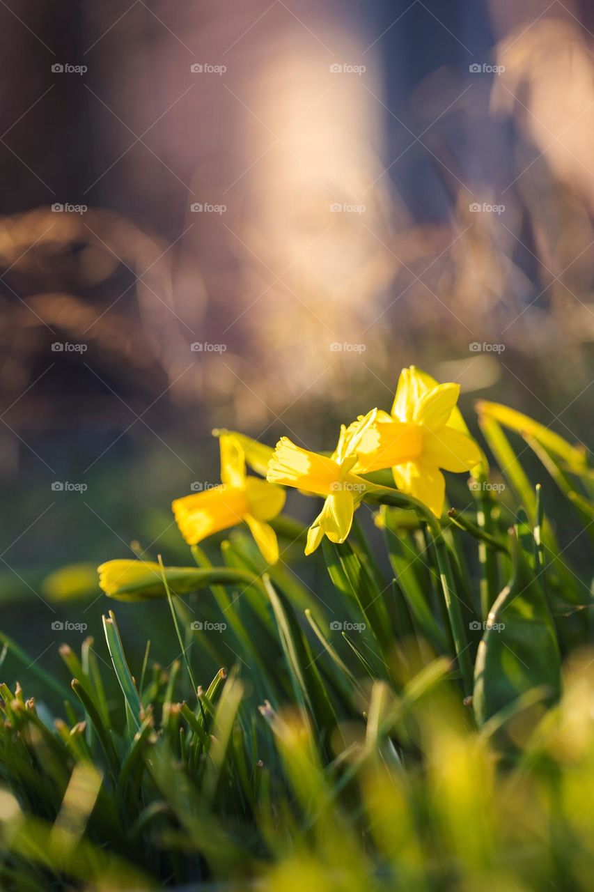 A portrait of yellow daffodils which grow in springtime so they are around for easter. sometimes called easter flower.