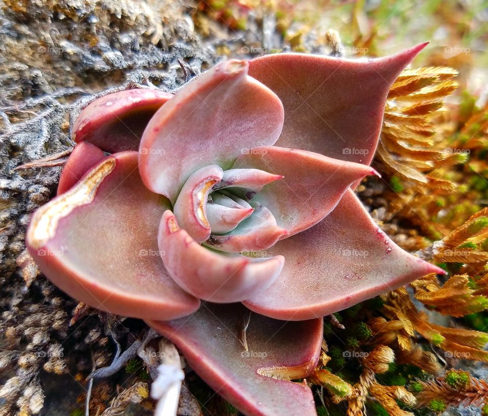 succulents in the Sierra's