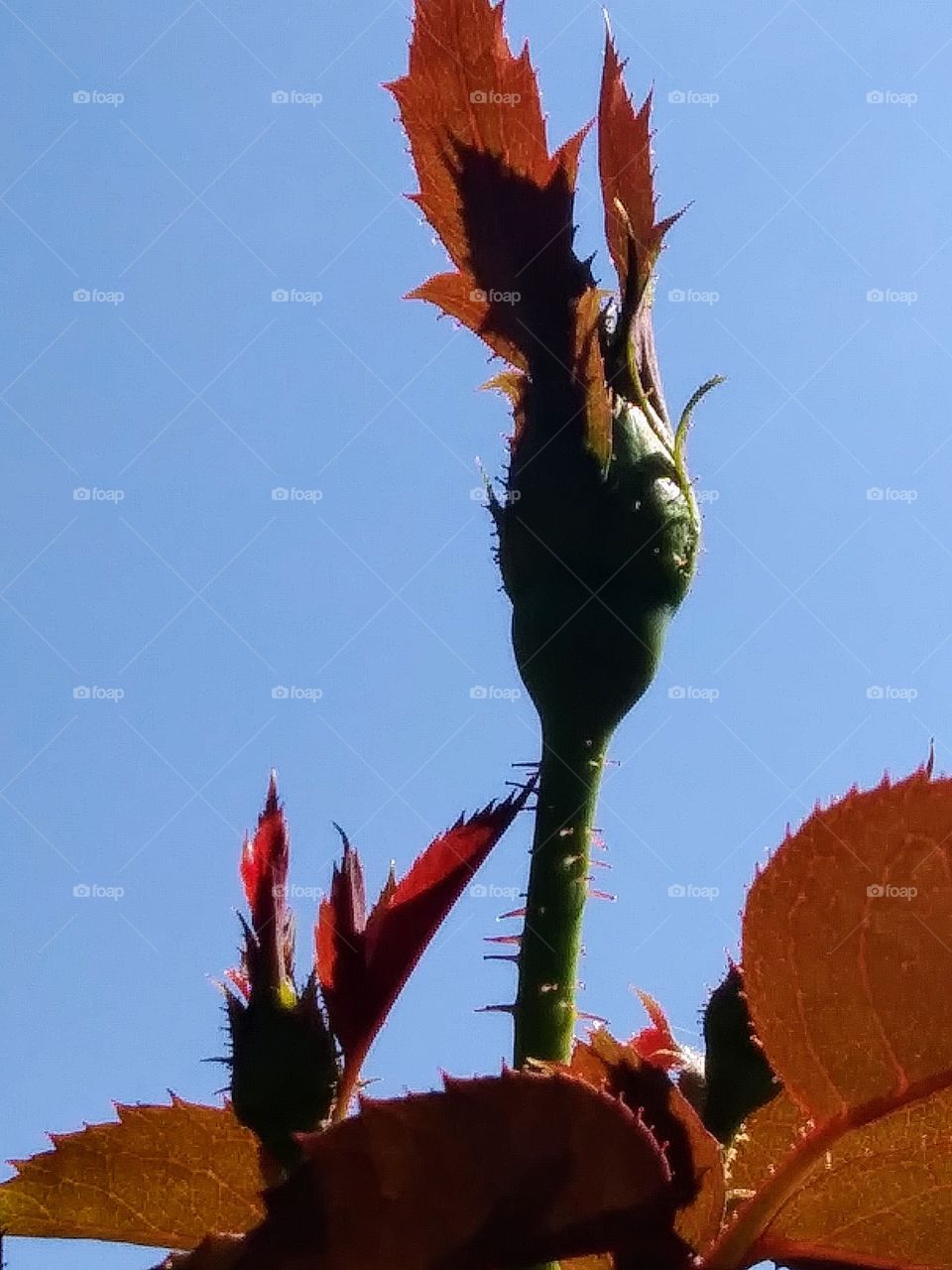 rose bud against the sky