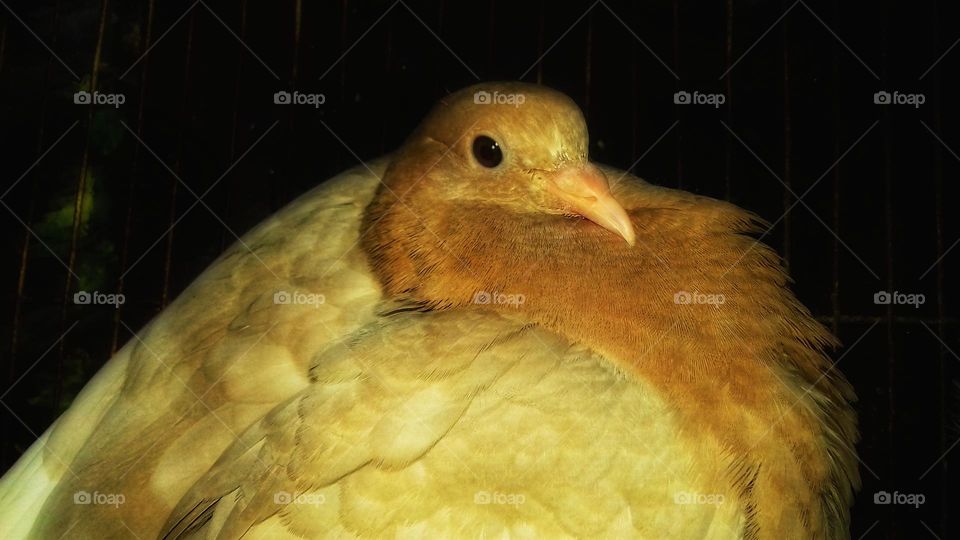 One Beautiful Gold Pigeon close photo