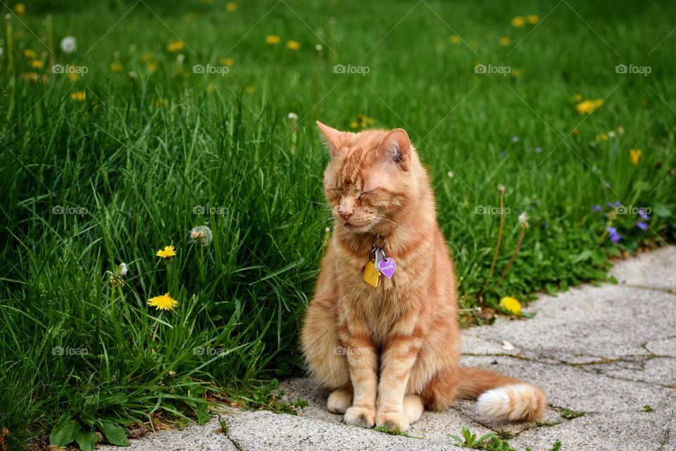 Cute sleepy cat on sidewalk 