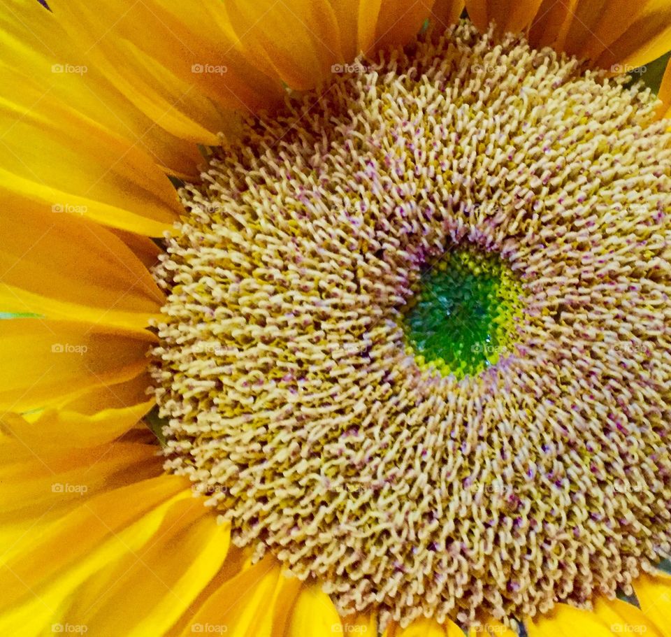 Macro photo of a sunflower.