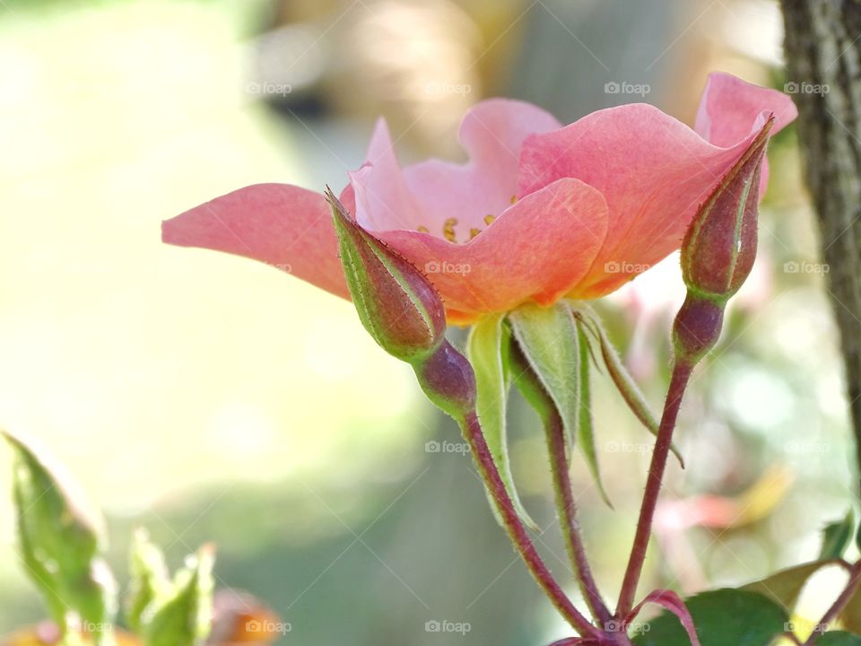 The beauty of spring