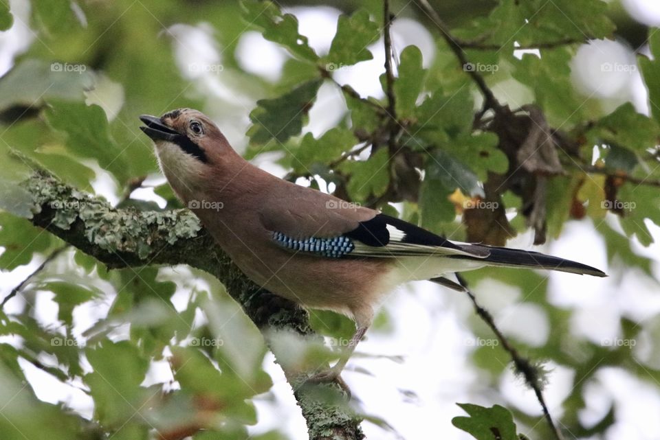 Jay on the branch 