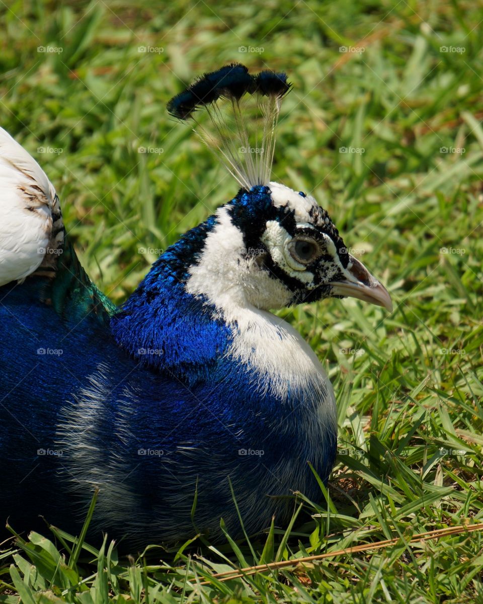 A beautiful peacock resting!