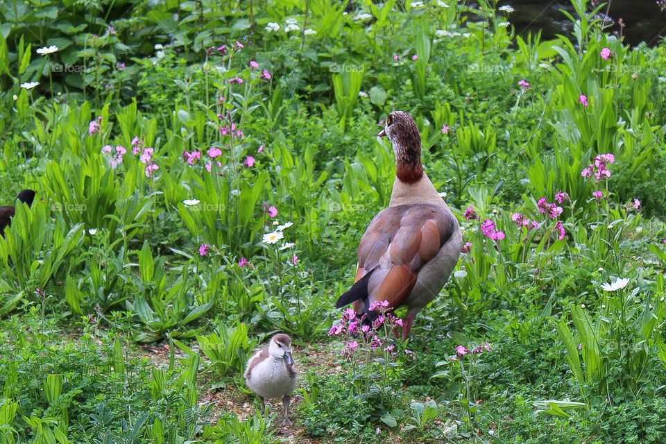 Duck witb chick at St James' Park