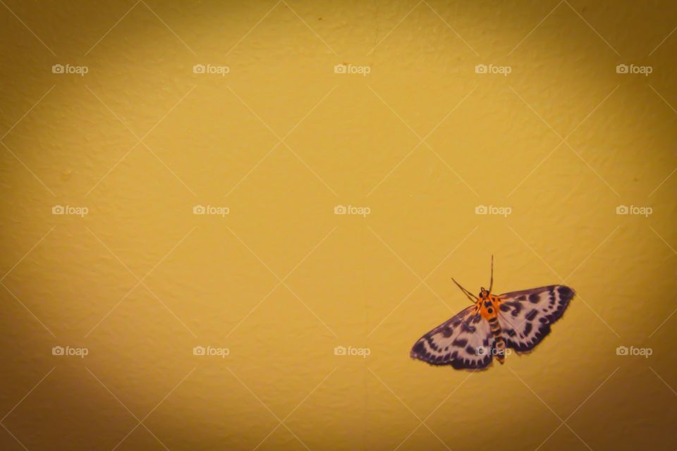 Moth frame