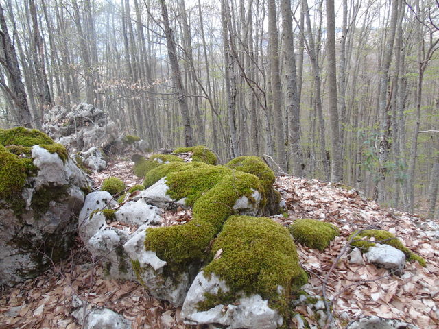 Moss