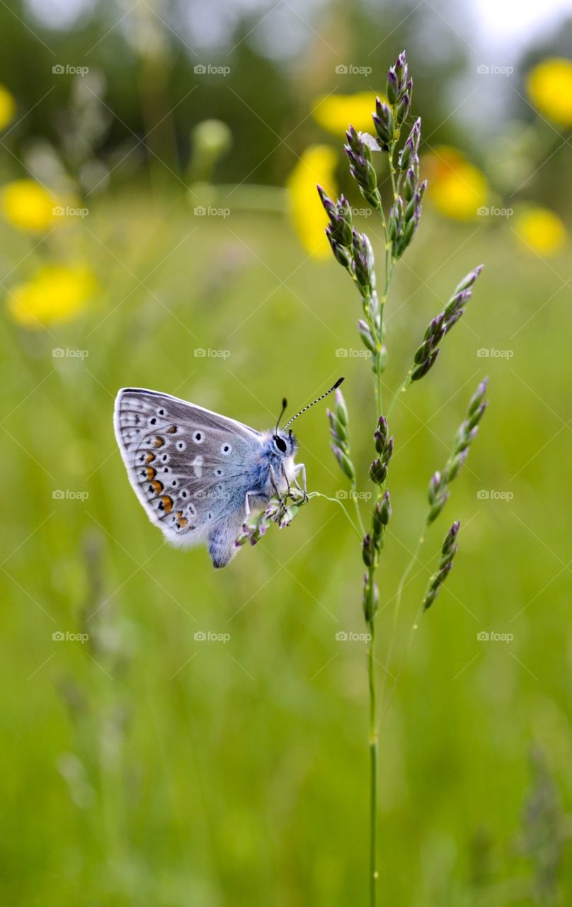 The common blue (Polyommatus icarus) is a butterfly in the family Lycaenidae.