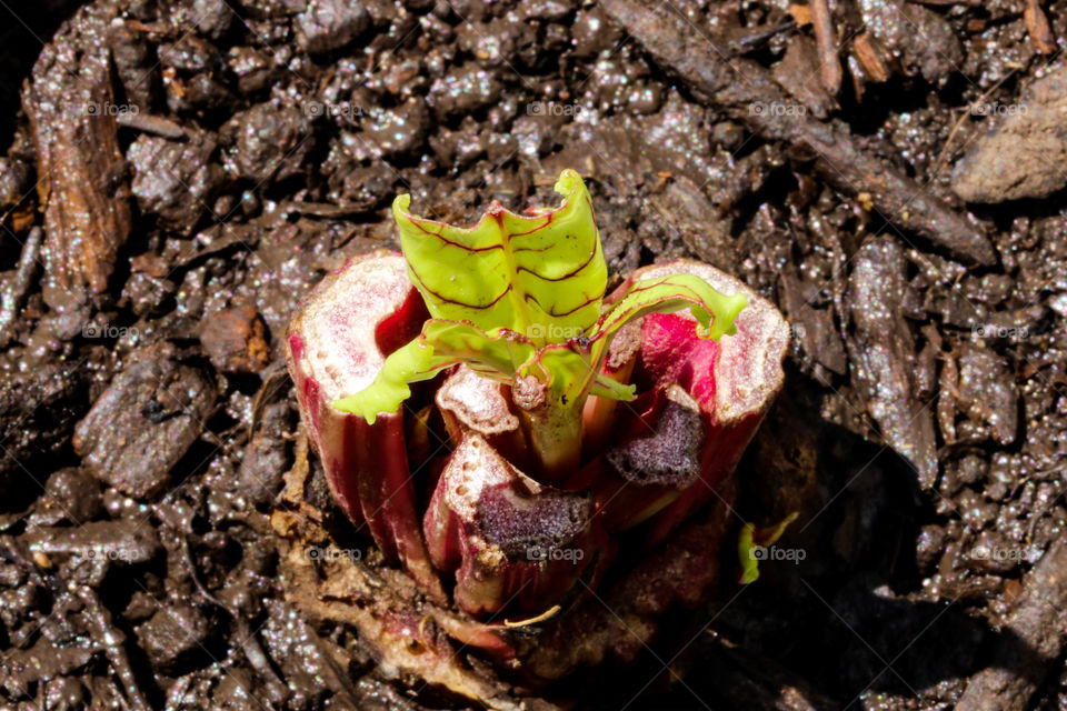 beet germinating