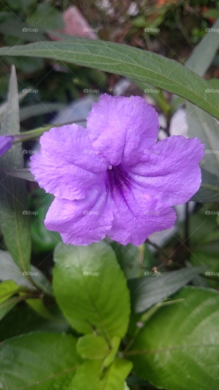 beautiful violet