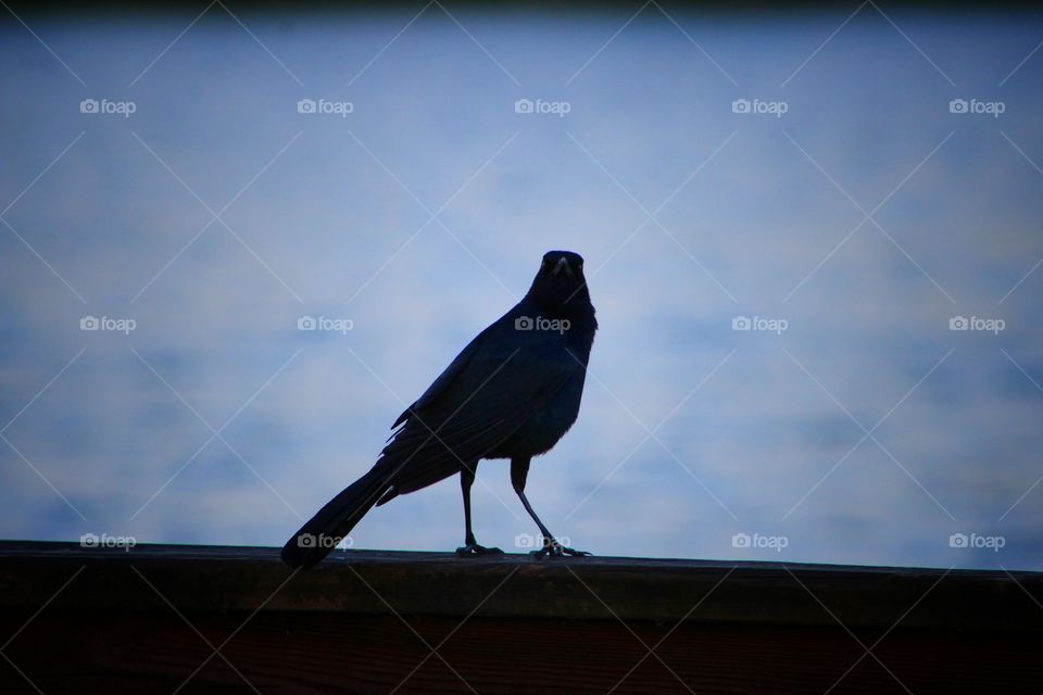 Black Crow silhouette