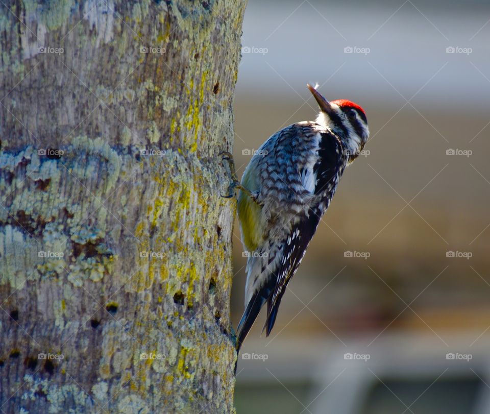 Wood pecker