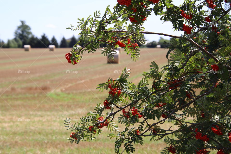 Harvested field on a hot summer day