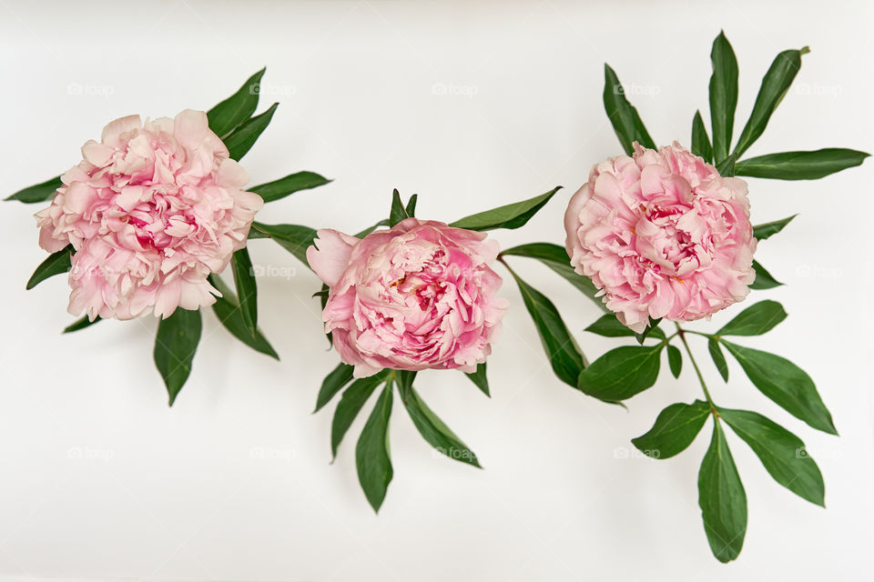 Three pink blooming peonies on a light background 
