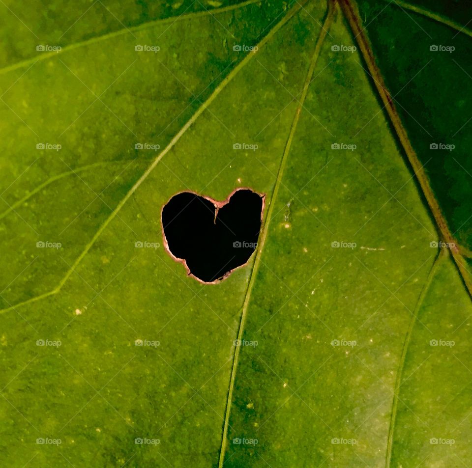 Leaf Love