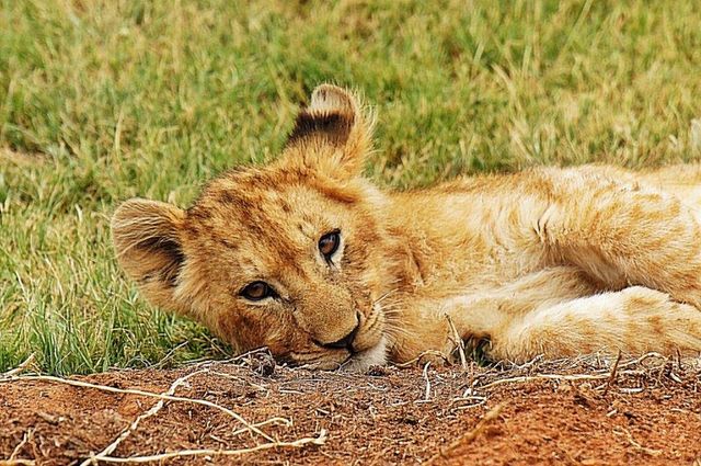 Lion cub relaxing