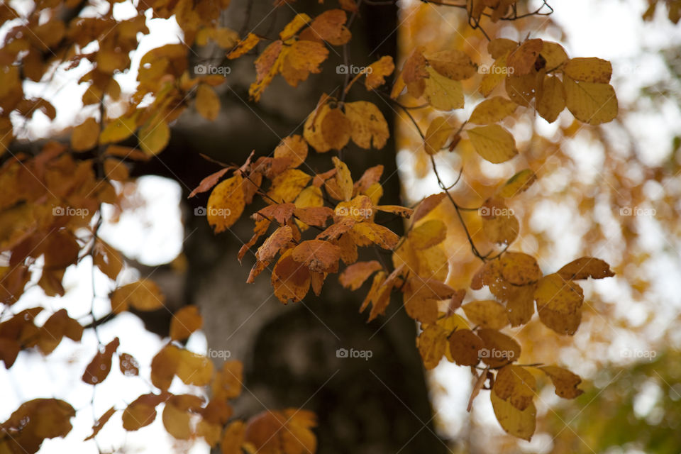 Close-up of leafs in fall