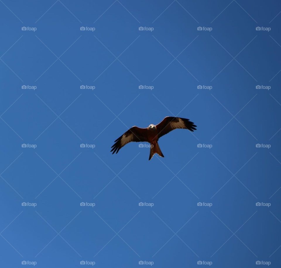 raptor in the blue sky