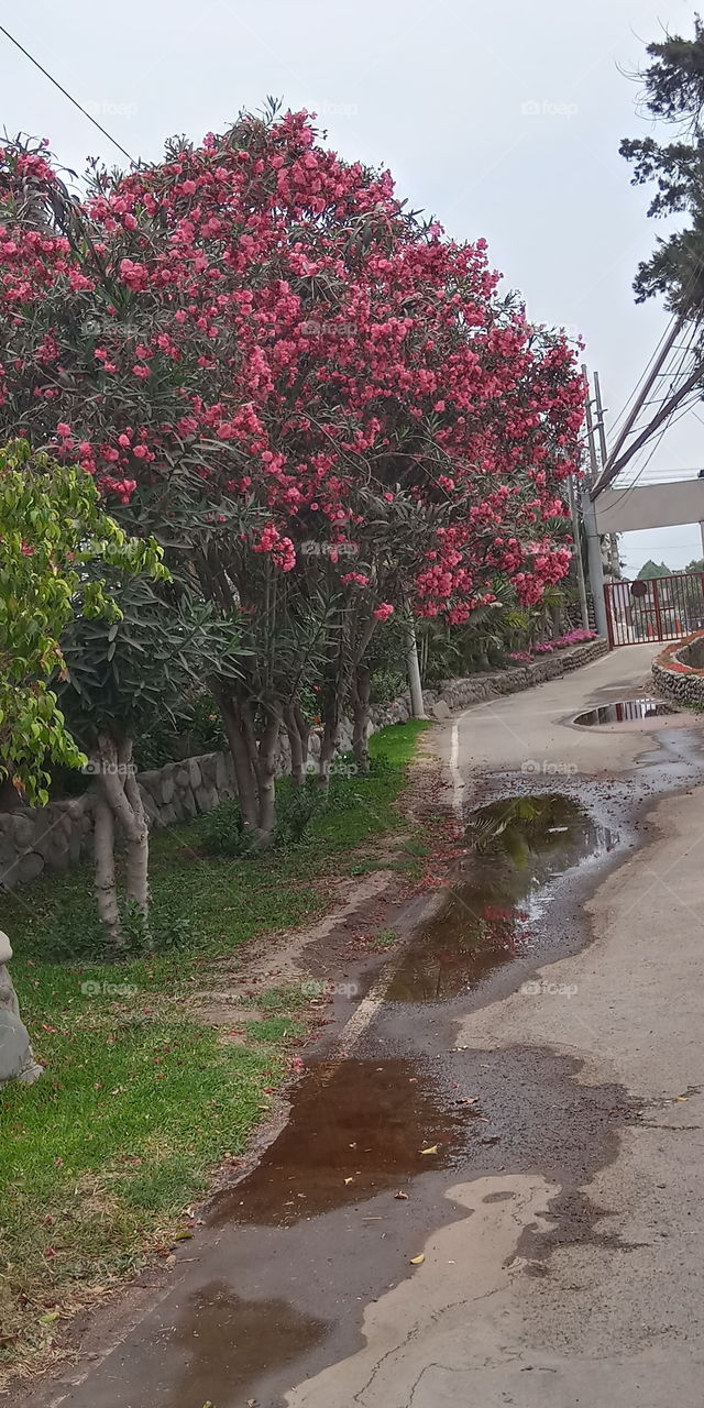 Singular and beautiful