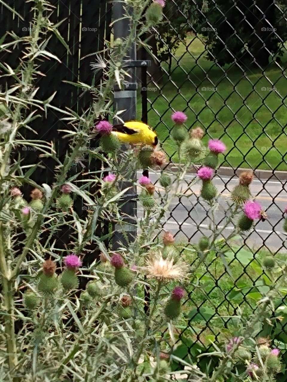 close up of yellow finch