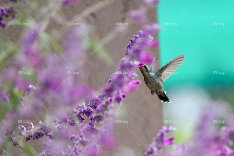 picaflor en flor violeta