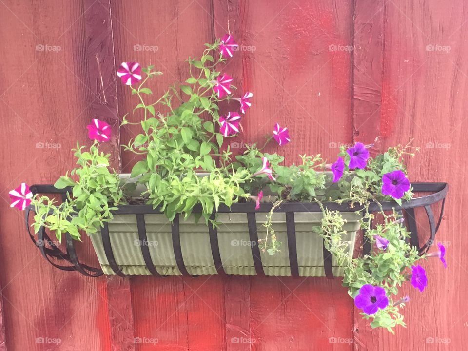 Flower Box