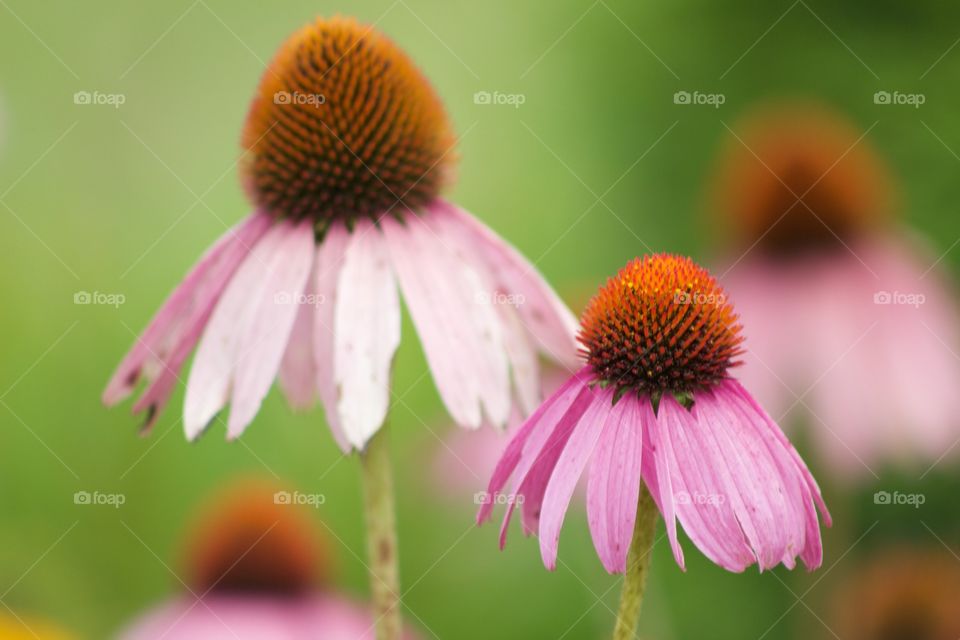 Close-up of a cone flower