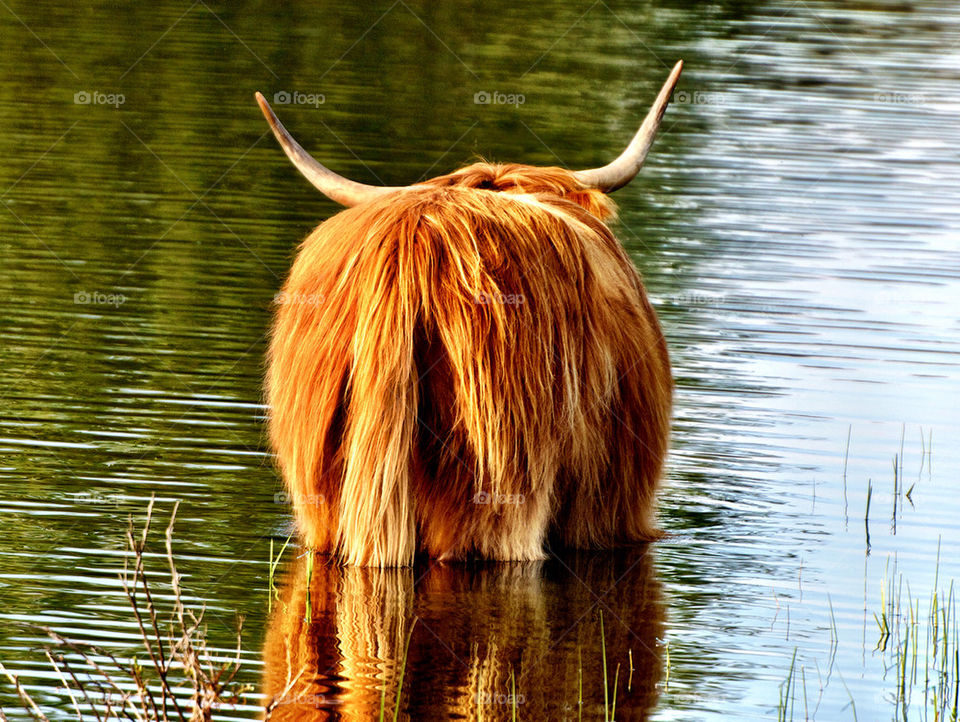 Highland cattle from behind. Scottish highland cattle taking a bath in the lake