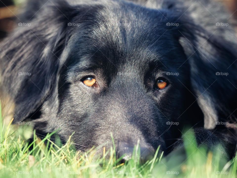 Dog lying in grass