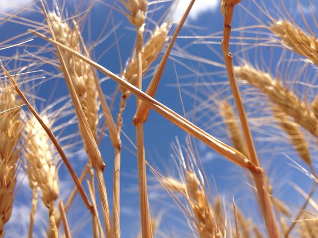 Golden Wheat