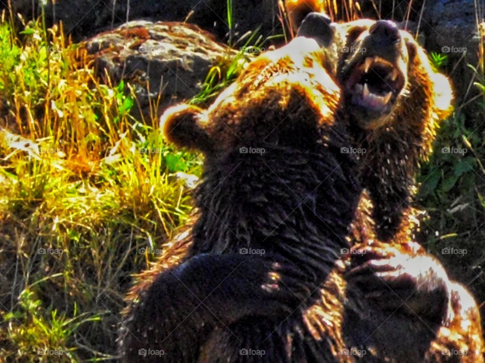 Grizzly Bears Wrestling In A River
